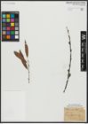 Foto von Salix acutifolia Willd.